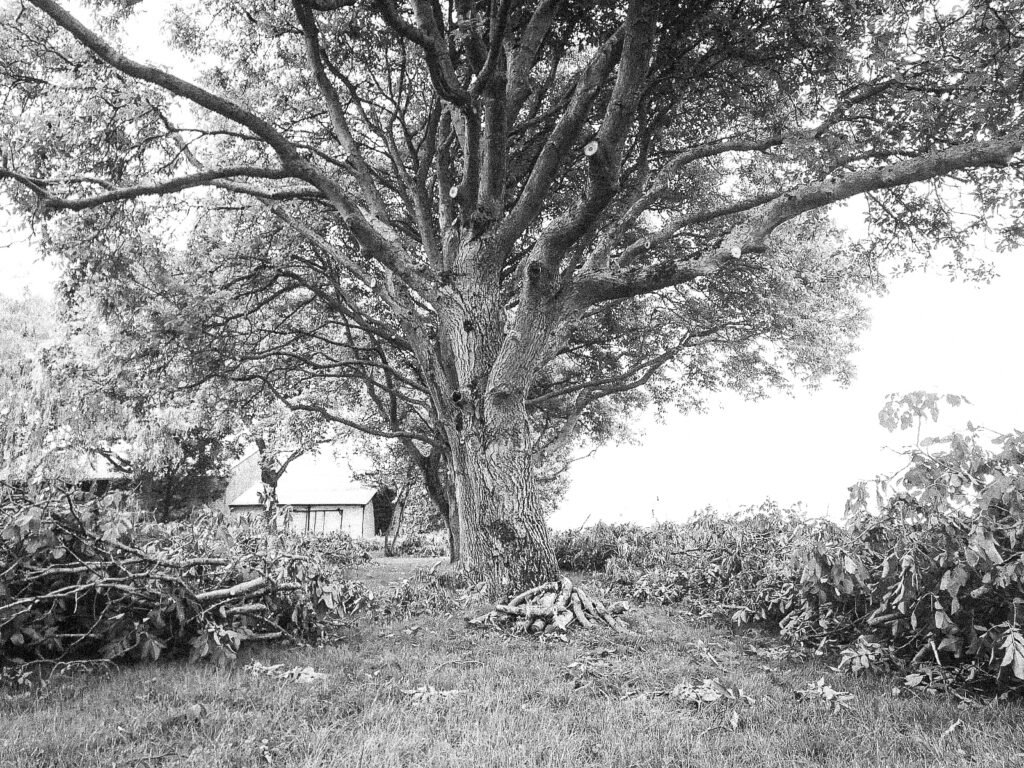 Ard'Aisne Elagage Taille & Soin Ardaisne elagage 01 1