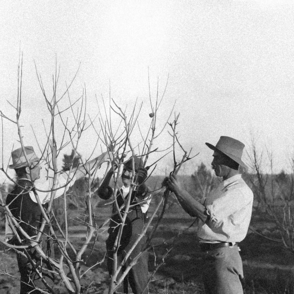 Ard'Aisne Elagage Nos services Ardaisne elagage 01bis3