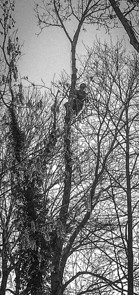 Service de taille et soins aux arbres - Rethel - reims