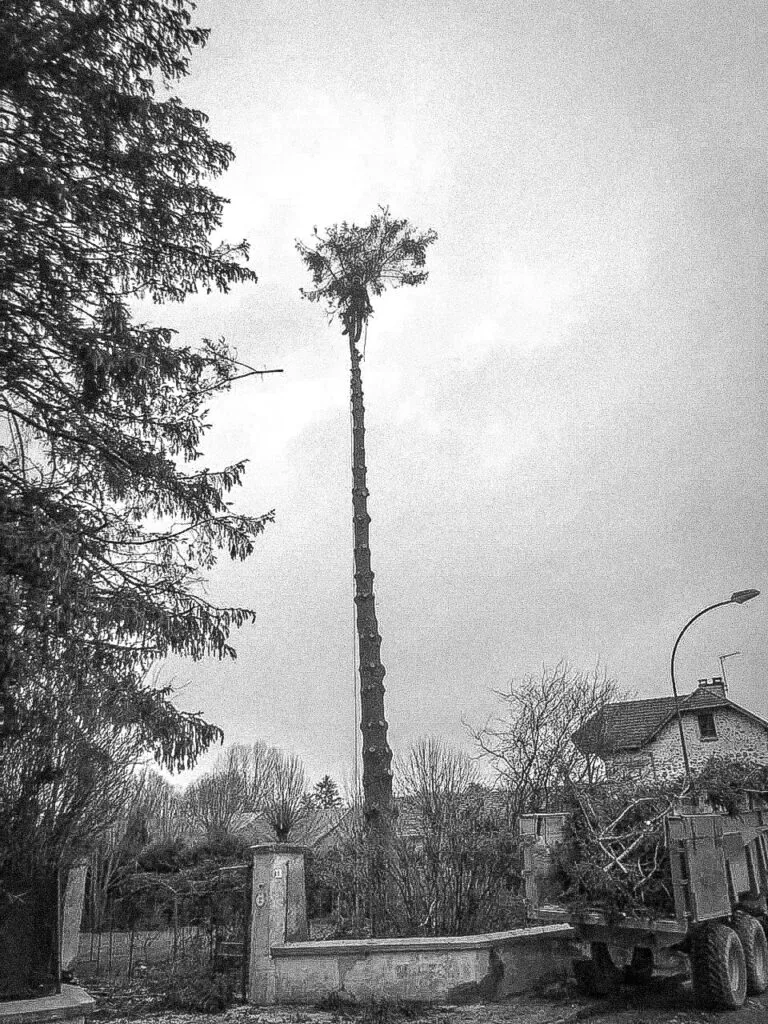 Service d'élagage et d'abattage d'arbre