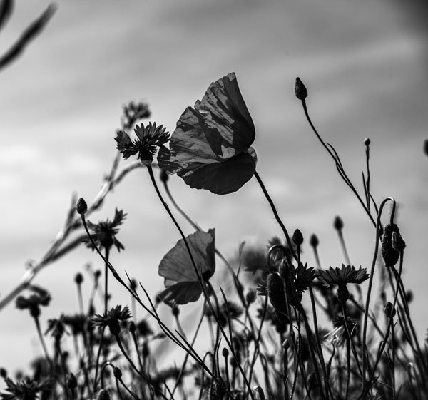 Ard'Aisne Elagage Nos engagements Ardaisne elagage 20