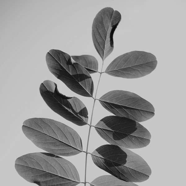 Ard'Aisne Elagage Nos engagements Ardaisne elagage 21